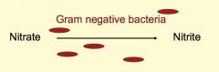 *Gram negative bacteria are present!
*False negative result: occurs when urine has not been retained in the bladder long enough (~ 4 hours) to permit sufficient production of nitrite.