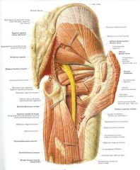 The most common anatomical pattern is a single sciatic nerve which passes anterior to the piriformis muscle, however it is important to note that there are other common anatomical variants.

Pokorny et al in a study of 91 cadavers found atypical...