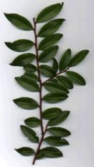 Com Name: evergreen huckleberry 
(California huckleberry)