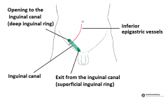 superior to pubic tubercle