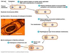 1. Bacterium about to make a spore


 -replicate DNA (chromosome)


2. Plasma membrane surrounds DNA


3. Spore surround 


4. Cell wall forms


5. Spore coat forms (endospore is formed)


6. Endospore is now a spore