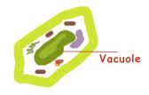 Vacuole