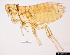 Mouse flea