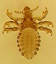 Short nosed Cattle Louse (Anoplura)