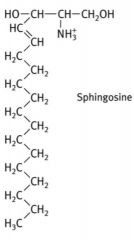 Sphingosine has a backbone quite like glycerol, except that it has a permanent hydrocarbon chain (C15)