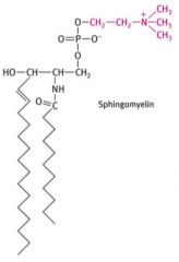What is this important membrane phospholipid bases on sphingosine?