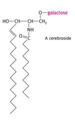 A cerebroside  which has no phosphate but has a single sugar head group ( glucose or galactose)