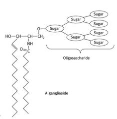 A glycolipid based on sphingosine.


Has an oligosaccharide head group. 