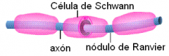 Celulas de Schwann