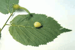 Family: Betulaceae
Genus: Corylus
Trivial: cornuta californica