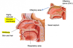 The upper 3rd of the nasal cavity