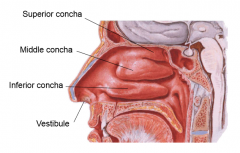 Facial bones which extend horizontally along the lateral wall of the nasal cavity (superior, middle and inferior).Serve to increase turbulance in nasal cavity, thus warming the incoming air before descending into lower respiratory tract.