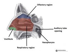 Enters the nasal cavity posteriorly on the lateral wallAllows the middle ear to equilibriate with atmospheric pressure