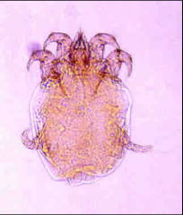 Mange Mite or Scab Mite of Horses, sheep, goats (and rabbits)- Ear mites.