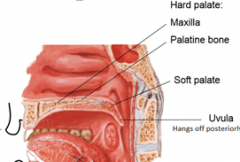 1. Maxilla (anterior)
2. Palantine bone (posterior)
