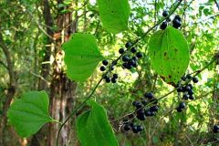 monocot, alt simple glossy green leaves, green twigs. shiny black berry, climb w tendrils. woody green vine