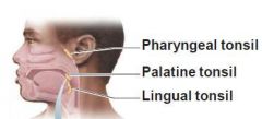 They are collections of lymph tissue (immune function)Oropharynx = Palantine + LingualNasopharynx = Pharyngeal