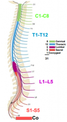 -exit from vertebral column (spine)--intervertebral foramina
-Identified by letter (indicating region) and number
-31 pairs: 8 cervical, 12 thoracic, 5 lumbar, 5 sacral, 1 coccygeal