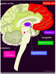 Increased amygdala activity (fear)
Low pre-frontal cortex activity
Thalamus, hypothalamus, locus ceruleus involved in stress
Low cortisol
Smaller hippocampus
