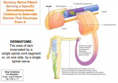-Somatic sensory neurons send afferent fibers into dermatomyotomes
-sensory neurons developing within neural crests send peripheral processes into these regions of myotome, and central processes into the posterior neural tube.
-sensory nerve fib...