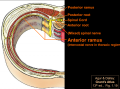 * posterior and anterior roots are only site where the functional components (afferent, efferent fibers) of spinal nerves are separable.