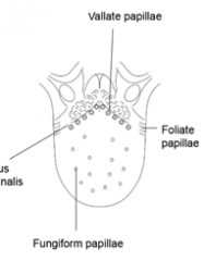 1. Fungiform
2. Foliate 
3. Vallate
4. Filiform

All are surrounded by taste buds except filiform which covers the majority of tongue (functions to grip bolus)