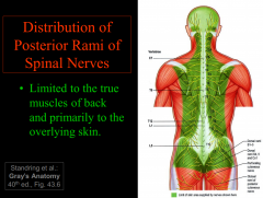 - turns sharply posteriorly around vertebral column, supplying:
-synovial (facet) joints of vertebrae
-longitudinal deep (epaxial) muscles of back
-overlying skin