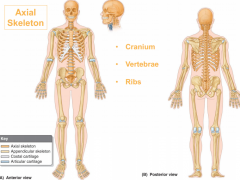-bodies of all vertebrates build on central axis 
-a series of bones connected by joints and ligaments
-derived from somatic mesoderm (sclerotomes)
-primary component of the axial skeleton (cranium, vertebrae, ribs)
