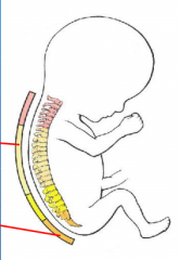 -"C" like curvature
-primary curvatures (kyphoses) at thoracic and sacral
-concave anteriorly
-this persists through life