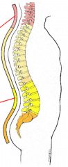 -posterior concave secondary curves (lordoses form) in cervical and lumbar regions.
-cervical develops in infant to attain head control in prone position
-lumbar for erect position and walking