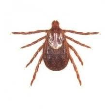 Seed and Larval Tick