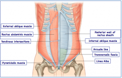 line between aponeurosis posterior wall and transversalis fascia of rectus sheath 