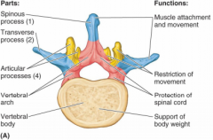 1. vertebral body
2. vertebral arch
and associated seven bony processes (arise from vertebral arch)
