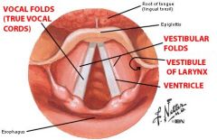 Intrinsic muscle of the larynx pull on the vocal ligaments and the vocal folds (muscosal flaps), causing them to vibrate and produce sounds.

Ligament abducted during inspiration and adducted during phonation.