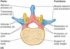 -arise from vertebral arch
-spinous processes (1) and transverse processes (2) provide attachment for muscles, serving as levers to produce movement and for ligaments limit range of motion
-articular processes (4)- from zygapophysial (facet) joi...