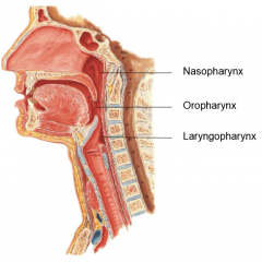 1. Nasopharynx
2. Oropharynx
3. Laryngopharynx