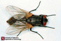 House Flt (Insecta- Diptera)