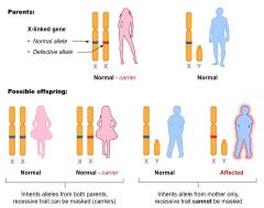 only females can be carriers
eg 

Red-green colour blindness and haemophilia


write letters as superscripts on X