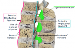 -Anterior longitudnal ligament- resists hyperextension (whiplash)
-posterior longitudinal ligament - resists hyperflexion
-ligamentum flavum- yellow, elastic ligament connecting adjacent laminae
