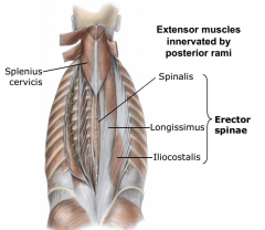 -extensor muscles of back proper (intrinsic muscles of back)
-enveloped by thoracolumbar fascia
-originate from and insert on elements of axial skeleton, located posterior to axis
-received multi-segmental innervation by posterior rami (large m...