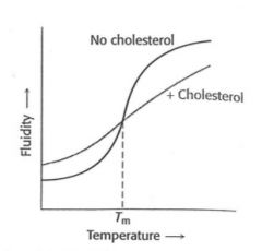 How does cholesterol act as a 'fluidity buffer' ?
