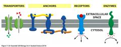 Transporters
Anchors
Receptors
Enzymes 