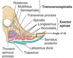 1. superficial layer: splenius muscles
2. intermediate layer: erector spinae muscles
-large muscle mass between spinous process and angles of ribs.
a. lateral column-iliocostalis
b. intermediate column-longissimus
c. medial column- spinalis
...