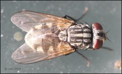 Face Fly (Insecta-Diptera)