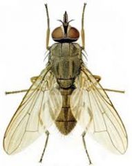 Cattle Horn Fly (Insecta- Diptera)
