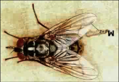 Stable Fly (Insecta- Diptera)