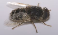 Sheep Nasal Bot Fly (Insecta- Diptera)