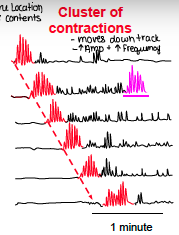 Cluster of contractions - location, stimulus, and function