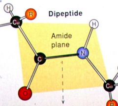 Why is there no free rotation around the amide plane?
