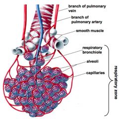 The pulmonary artery 

